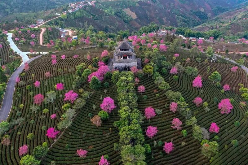 关于中华普洱茶博览苑：琼岭锁流霞，天光沐嫩茶的相关信息(14)