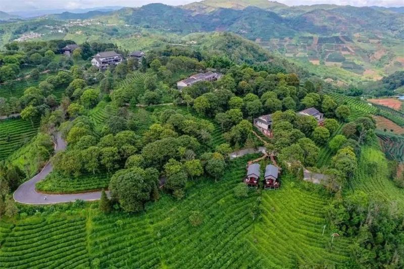 关于中华普洱茶博览苑：琼岭锁流霞，天光沐嫩茶的相关信息(10)