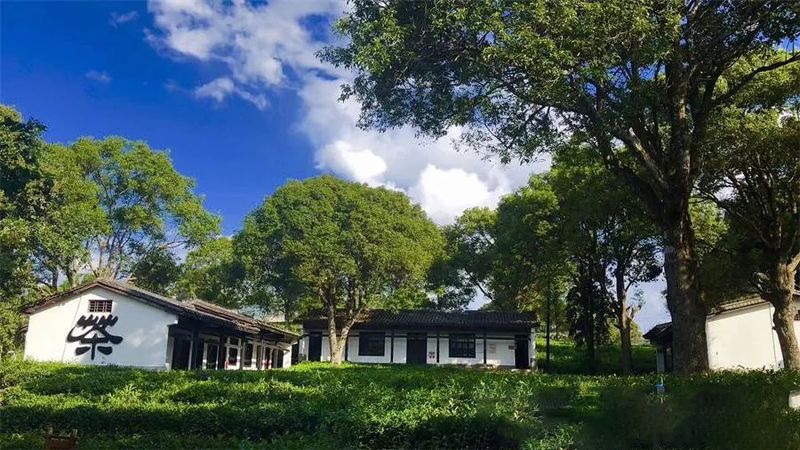 关于中华普洱茶博览苑：琼岭锁流霞，天光沐嫩茶的相关信息(1)