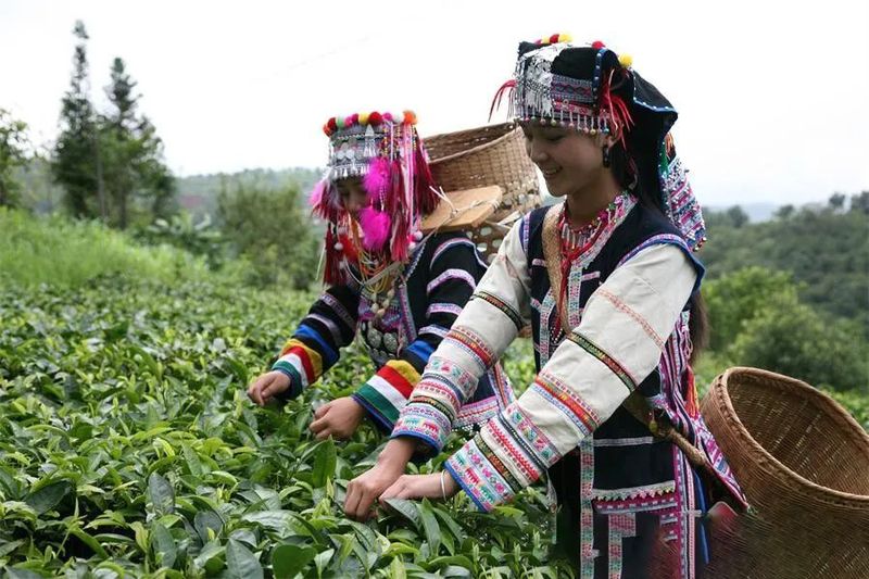 关于中华普洱茶博览苑：琼岭锁流霞，天光沐嫩茶的相关信息(2)