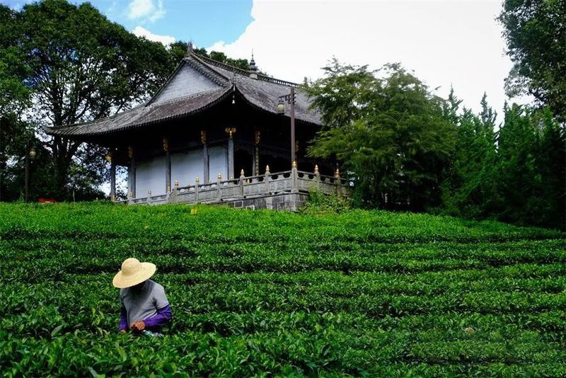 关于中华普洱茶博览苑：琼岭锁流霞，天光沐嫩茶的相关信息