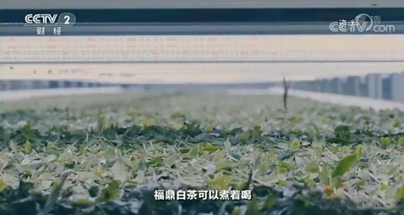 有关于福鼎市委书记林青做客央视《对话》,畅谈福鼎白茶的信息(7)