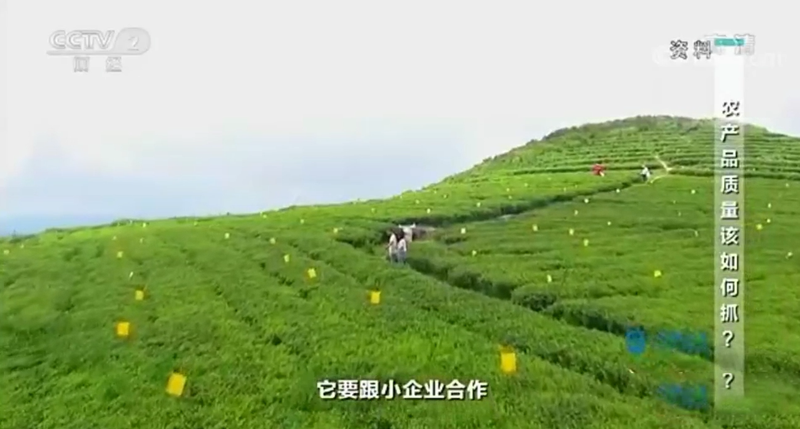 有关于福鼎市委书记林青做客央视《对话》,畅谈福鼎白茶的信息(2)
