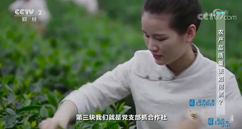 有关于福鼎市委书记林青做客央视《对话》,畅谈福鼎白茶的信息(3)