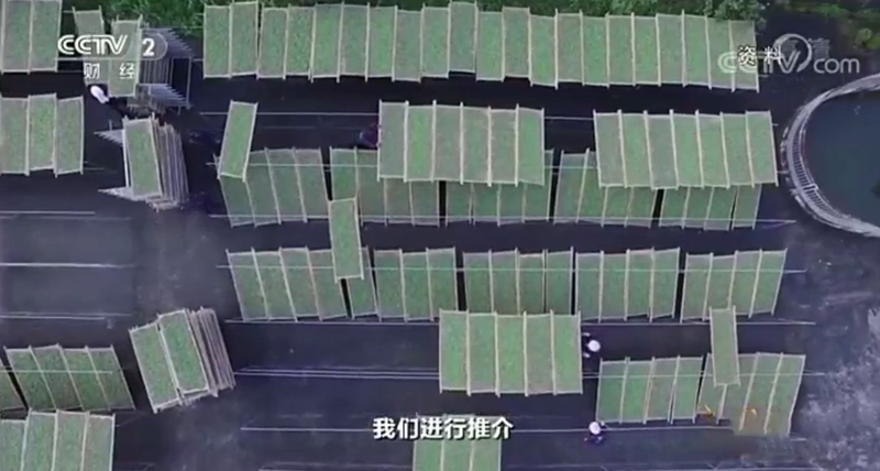 有关于福鼎市委书记林青做客央视《对话》,畅谈福鼎白茶的信息(6)
