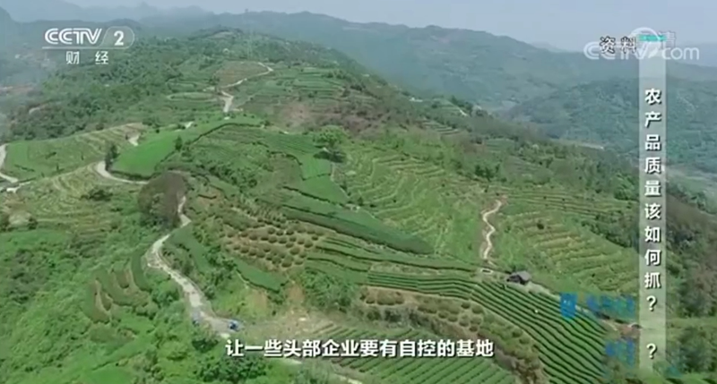 有关于福鼎市委书记林青做客央视《对话》,畅谈福鼎白茶的信息(1)