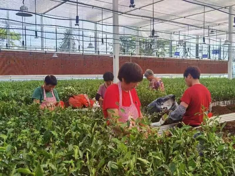有关于青春助力共富工坊建设，诗意茶叶“青创农场”搭建金山共富筑梦空间的消息(3)