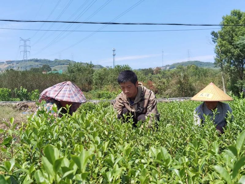 有关于青春助力共富工坊建设，诗意茶叶“青创农场”搭建金山共富筑梦空间的消息(2)