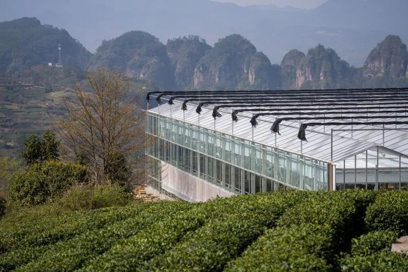 有关于青春助力共富工坊建设，诗意茶叶“青创农场”搭建金山共富筑梦空间的消息