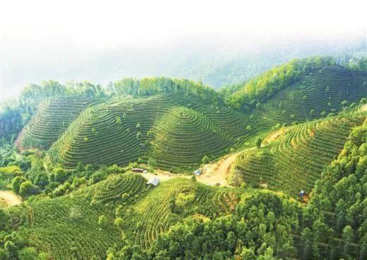 有关于昔日荒山变金山 茶园成了致富园的新闻