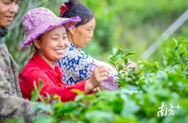关于广东有好茶,多项指标走在全国前列:中国茶产区巡礼的消息