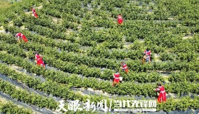 关于一周速读：安溪铁观音开启茶饮时代、青砖茶标准体系、转型中的茶叶批发市场的消息(3)