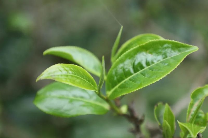 关于一周速读：安溪铁观音开启茶饮时代、青砖茶标准体系、转型中的茶叶批发市场的消息(8)