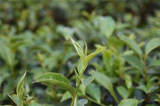 关于一周速读：安溪铁观音开启茶饮时代、青砖茶标准体系、转型中的茶叶批发市场的消息(4)