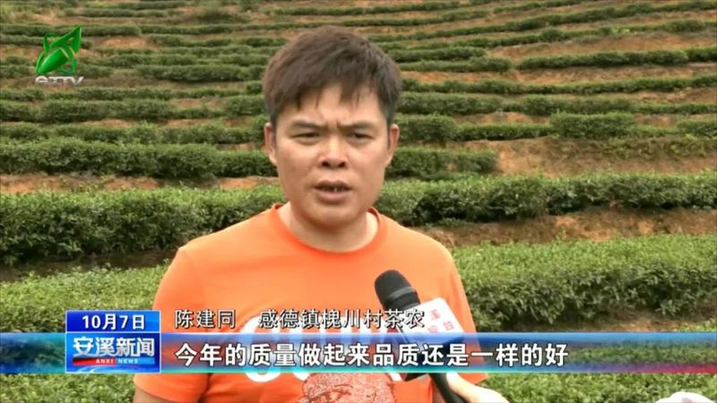 有关于安溪:秋茶采制正当时 量减质优单价涨的信息