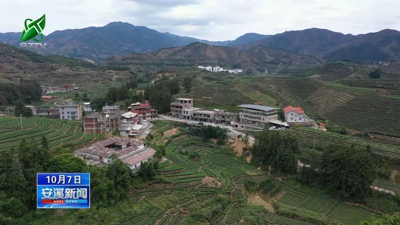 有关于安溪:秋茶采制正当时 量减质优单价涨的信息(3)