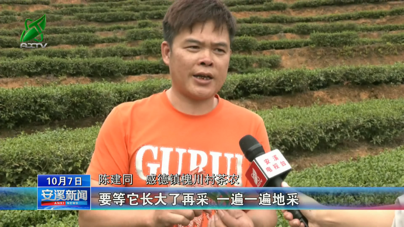 有关于安溪:秋茶采制正当时 量减质优单价涨的信息(2)