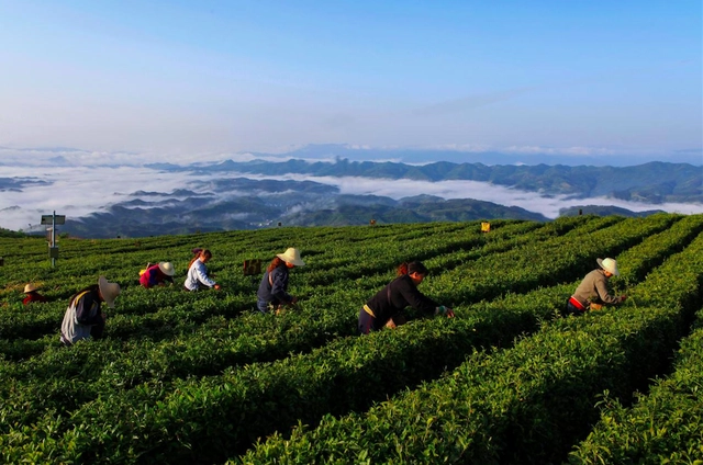 关于打造“一绿一红一黑”,湖北向千亿茶产业迈进的消息(1)