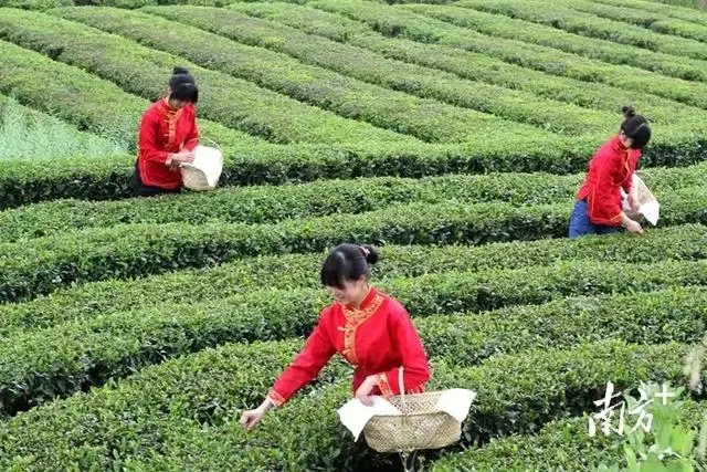 关于打造“一绿一红一黑”,湖北向千亿茶产业迈进的消息(3)