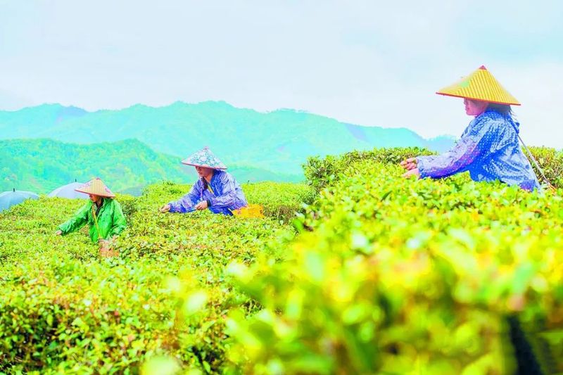 有关于昔日荒山变金山 茶园成了致富园——探访六堡茶发源地梧州市苍梧县六堡镇的内容(2)