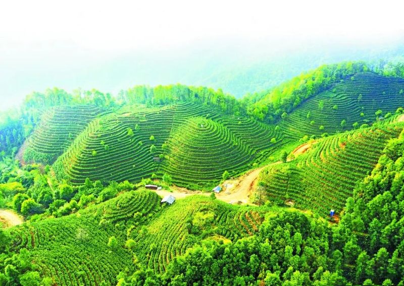 有关于昔日荒山变金山 茶园成了致富园——探访六堡茶发源地梧州市苍梧县六堡镇的内容