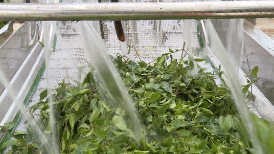 有关于余庆苦丁茶：疫情防控不松劲 秋茶生产不误时的信息(1)