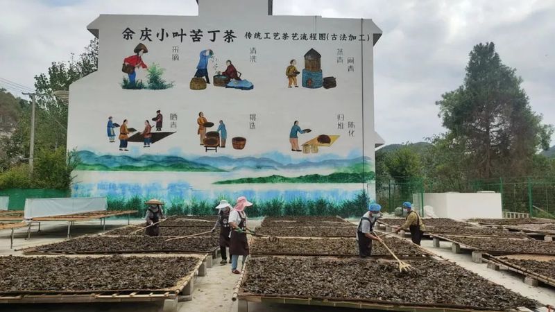 有关于余庆苦丁茶：疫情防控不松劲 秋茶生产不误时的信息(2)