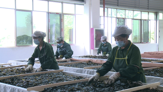 有关于余庆苦丁茶：疫情防控不松劲 秋茶生产不误时的信息(3)