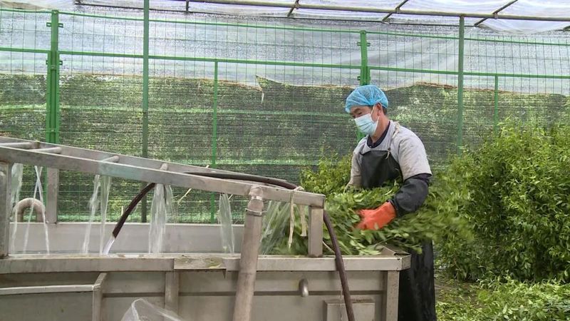 有关于余庆苦丁茶：疫情防控不松劲 秋茶生产不误时的信息