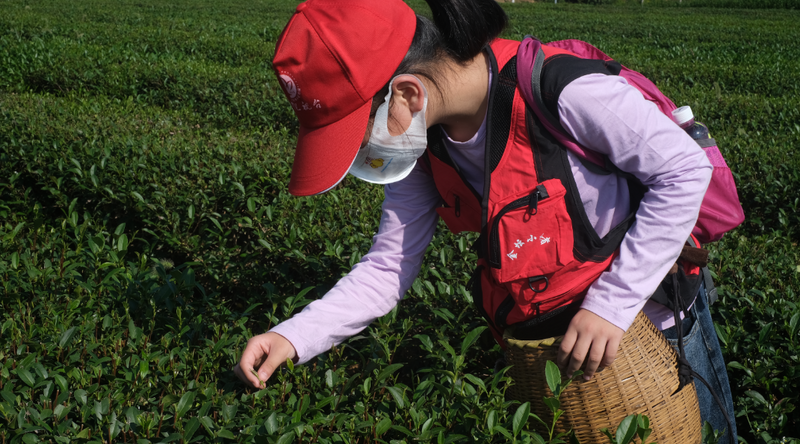有关于金坛融媒小记者走进茅山茶海感受茶文化的资讯