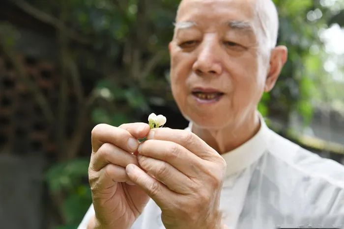 关于掌中盖碗啜新绿 花茶氤氲半城客的内容(4)