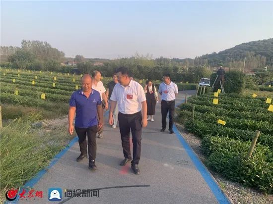 有关于诸城市桃林镇组织人大代表深入茶企视察,共谋全镇茶产业发展的资讯