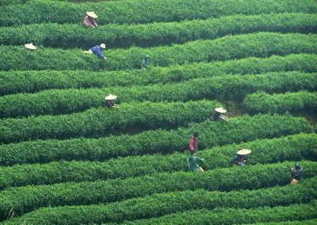 关于广西打造茶产业链条 推动茶文旅融合发展的消息(3)