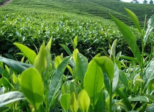 关于广西打造茶产业链条 推动茶文旅融合发展的消息(4)