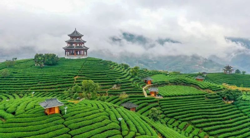 关于广西打造茶产业链条 推动茶文旅融合发展的消息(2)