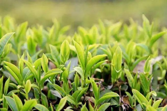 关于广西打造茶产业链条 推动茶文旅融合发展的消息