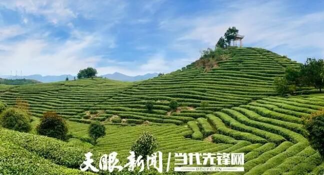 有关于公益茶园,只此青绿!丹寨“扶贫茶”变“振兴茶”的消息(2)