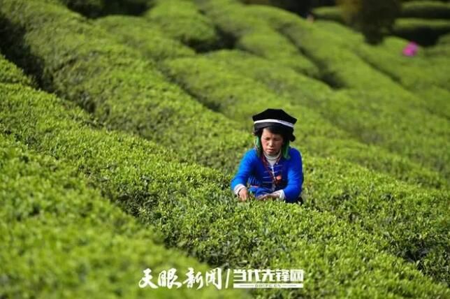 有关于公益茶园,只此青绿!丹寨“扶贫茶”变“振兴茶”的消息
