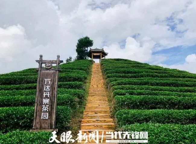 有关于公益茶园,只此青绿!丹寨“扶贫茶”变“振兴茶”的消息(1)