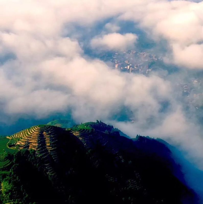 有关于祥华、感德、西坪和龙涓铁观音的特点的消息(3)