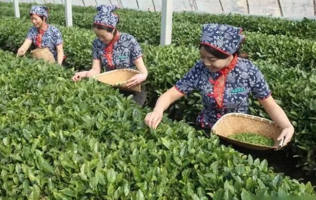 关于秋天遇上中国红  在北方闻秋香品绿茶的消息(1)