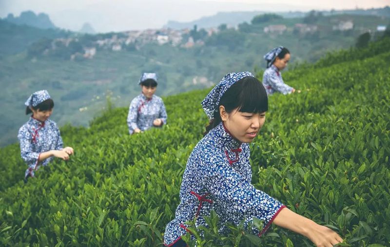 有关于非凡十年，产值超92亿！“三三转化”策略助推新昌茶产业发展！的信息(4)