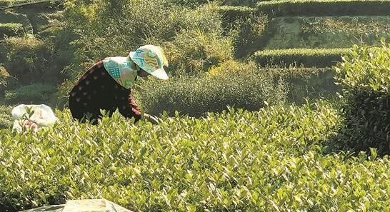 有关于安溪秋茶采制正当时 雨水不足导致本季产量下降的消息