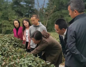 有关于四川省级区域公用品牌“天府龙芽”地标规范使用督导工作持续开展的信息