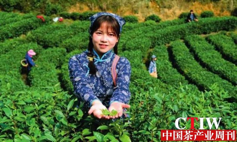 有关于江西省遂川县南屏村:好茶好景好“钱”程的资讯