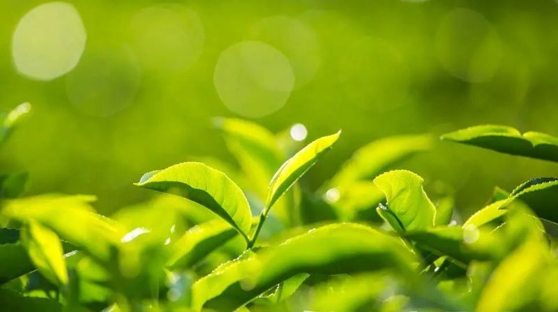 关于浙茶北上,两展联动,名优品牌提前揭晓!的信息(1)