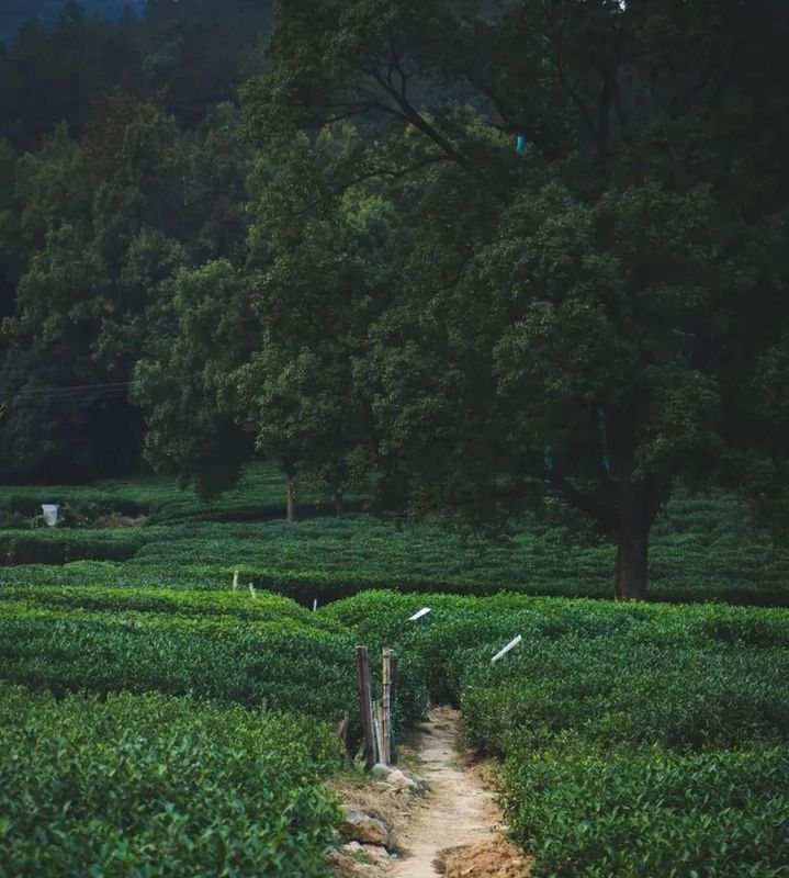 关于浙茶北上,两展联动,名优品牌提前揭晓!的信息(4)