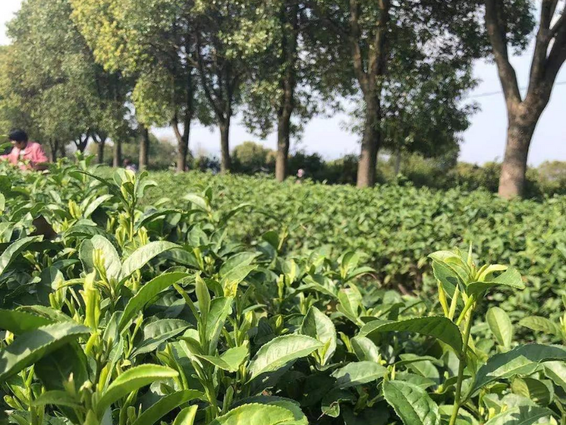 关于浙茶北上，两展联动，名优品牌提前揭晓！的信息(13)