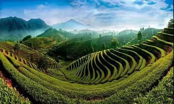 关于浙茶北上,两展联动,名优品牌提前揭晓!的信息(5)
