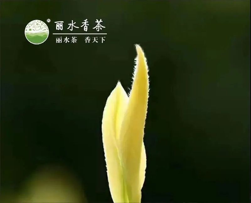 关于浙茶北上，两展联动，名优品牌提前揭晓！的信息(6)